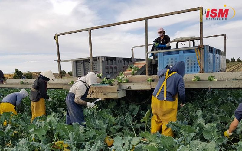 Xuất khẩu lao động Úc là hình thức người lao động Việt Nam sang Úc làm việc có thời hạn dựa trên hợp đồng lao động hợp pháp